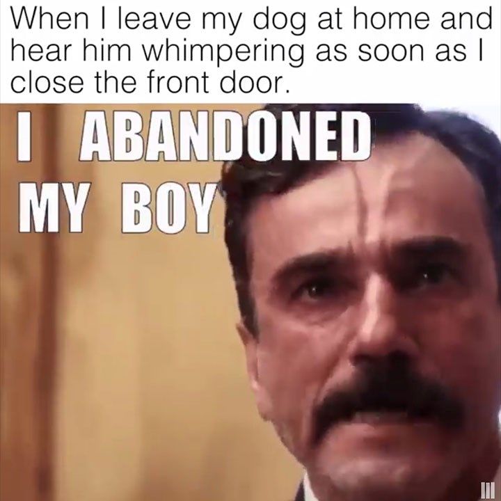 My Boy... | Funny dog memes, Funny meme pictures, Geeky humor