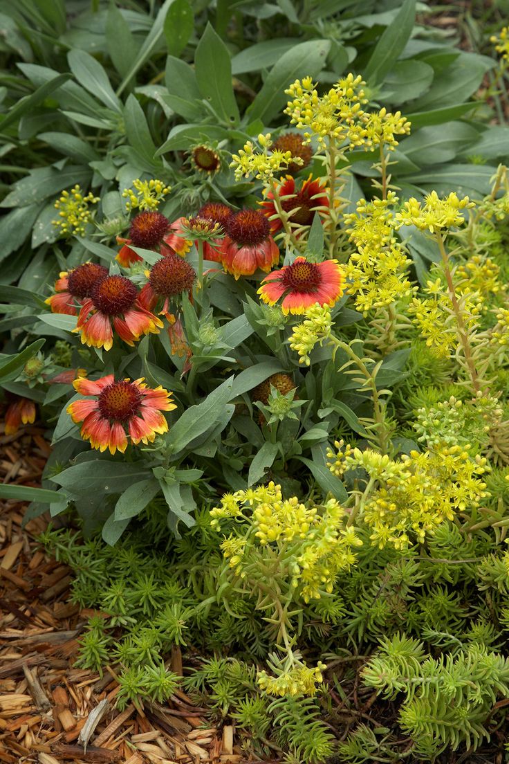 ✔️17++ Perennial flowers bloom in june - information Latest 4 ae2420032f8f875db718456d7c00dcea