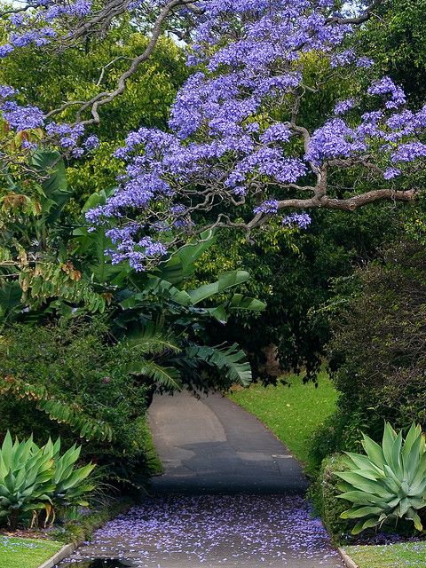 496 Best Australia New Zealand Images On Pinterest Paisajes Blue Jacaranda Mimosifolia At The Sydney Royal Botanical Gardens Australia