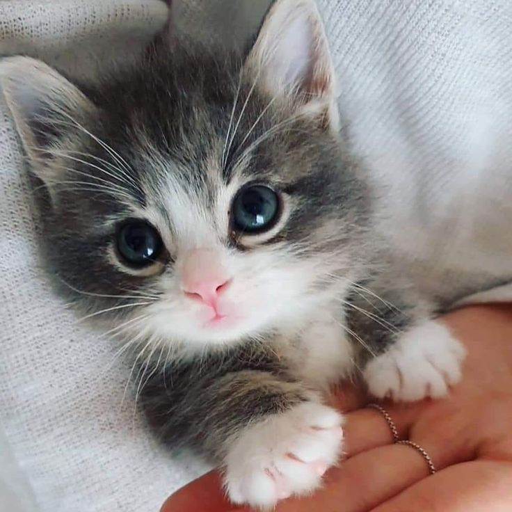 Www Facebook Com Photo Fbid En 21 Bebes Chatons Mignons Chat Trop Mignon Chats Et Chatons