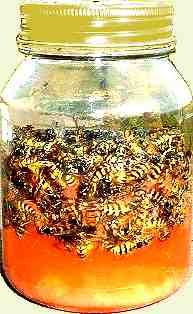 Best 25 Bee Catcher Ideas On Pinterest Wasp Mosquito Diy Wasp Trap From A Top Jar