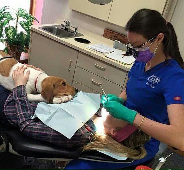 Dog at dentist Dental hygiene school, Dental assistant, Dental posts