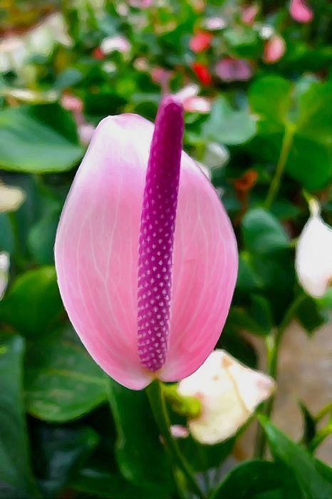 75 best .araceae calla lilies lily flowers candleflower anthurium ...