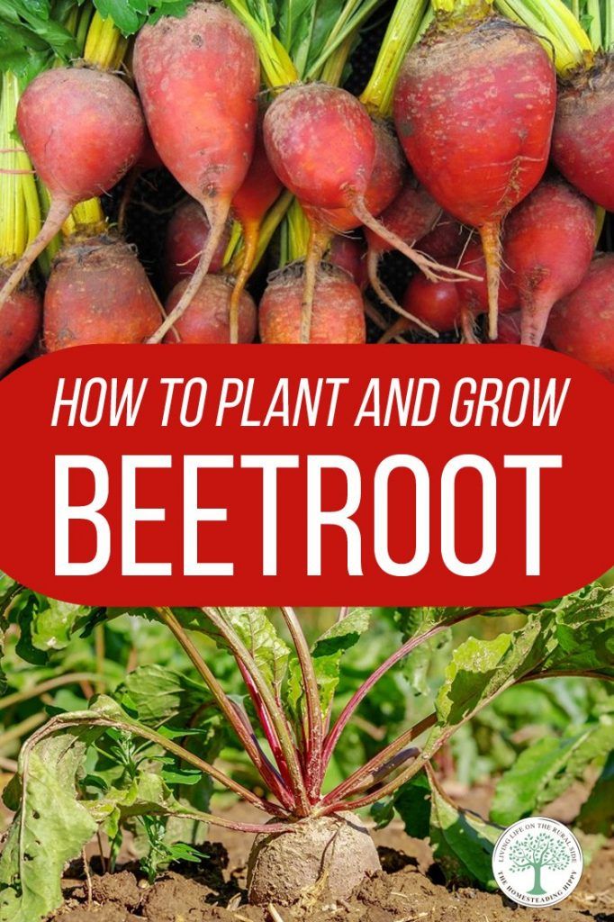 How To Grow Your Own Beetroot David Domoney Veg Garden Organic Gardening Tips Growing Vegetables