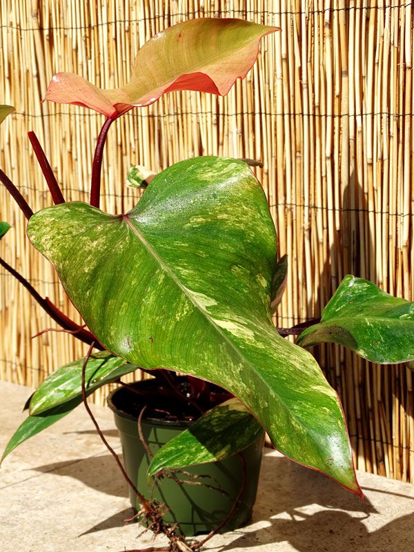 Philodendron Erubescens Strawberry Shake Philodendron