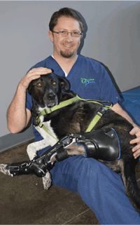 shih tzu knee joint problems best 25 prosthetic device ideas on artificial robotic prosthetics shih tzu knee joint problems best 25 prosthetic device ideas on artificial robotic prosthetics