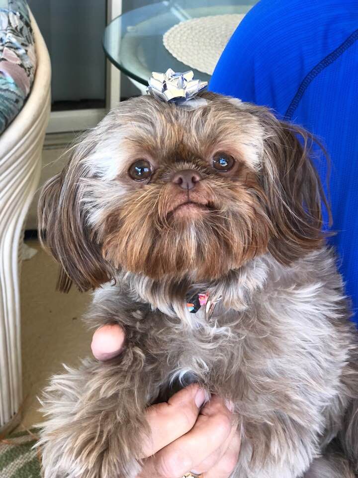 ridge shih tzu 910 best shih tzu pictures images on puppies shih tzus and animal paintings ridge shih tzu 910 best shih tzu pictures images on puppies shih tzus and animal paintings