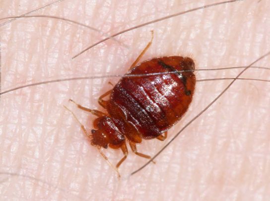 types of bed bugs