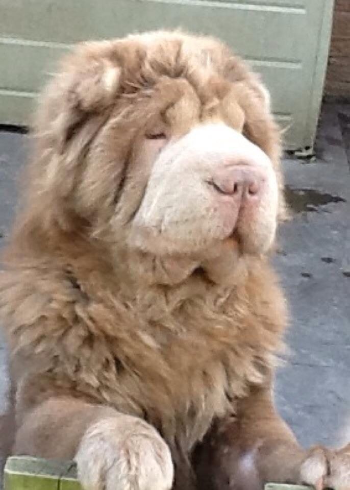 Leo Bearcoat Shar Pei Pinterest Puppies Leo Bearcoat Shar Pei Pinterest Puppies And