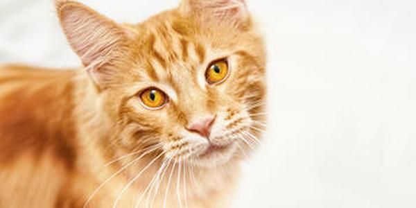 Cuántos Años Vive Un Gato Descubre Cuanto Viven Los Mininos Gatos Animales Majestuosos Gato Domestico