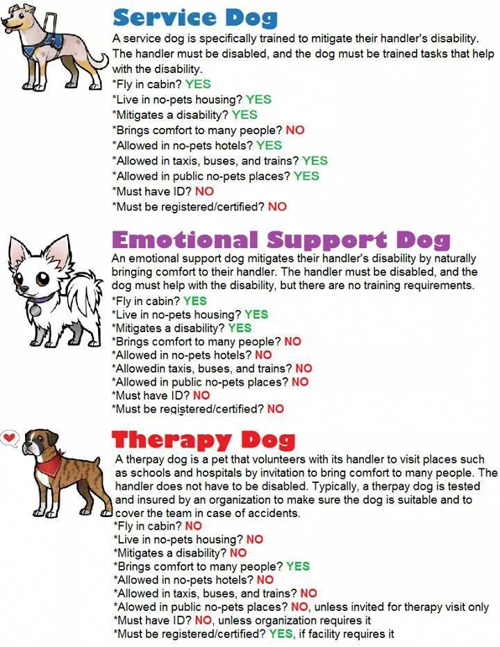 Pin On Dogs Training And Nutrition
