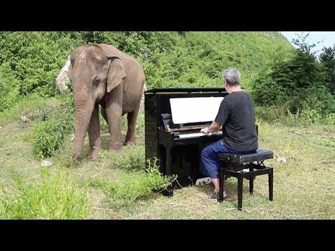 Man Plays Piano For Blind Elephants - YouTube | Elephant, Classical