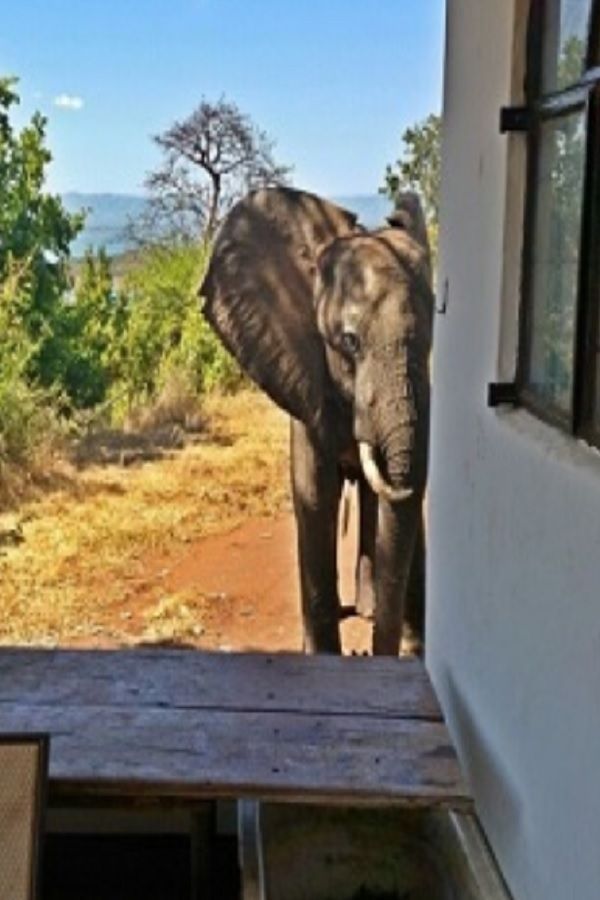 Wild Bull Elephant Was Standing Right Outside Their House Then