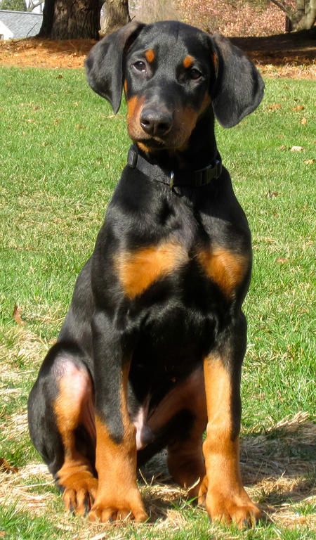 Getting A Second Hound Dog Getting A Second Hound Dog