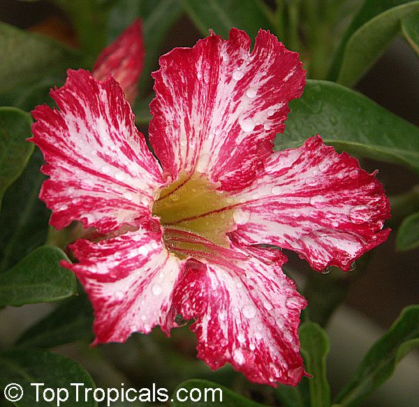 BG_ 200Pcs Adenium Desert Rose Flower Seeds Perennials Garden Balcony Plant Deco BG_ 200Pcs Adenium Desert Rose Flower Seeds Perennials Garden Balcony Plant Deco