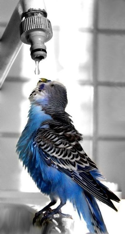 I Never See My Budgie Drink Water I Never See My Budgie Drink Water
