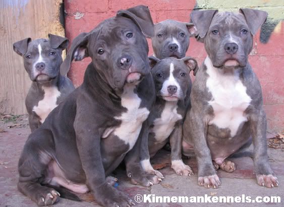 american pitbull terrier dog images top 25 best american pitbull terrier breeders ideas on pinterest american pitbull terrier dog images top 25 best american pitbull terrier breeders ideas on pinterest