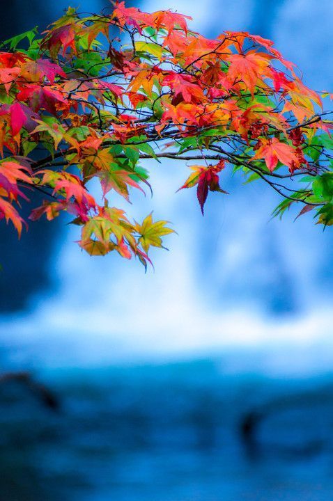 lifeisverybeautiful lifeisverybeautiful autumn leaves flower templates