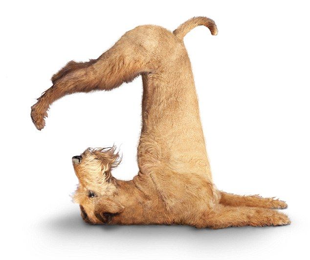 Sister sent me this picture thought our dog was doing a backflip Illusions, Weir