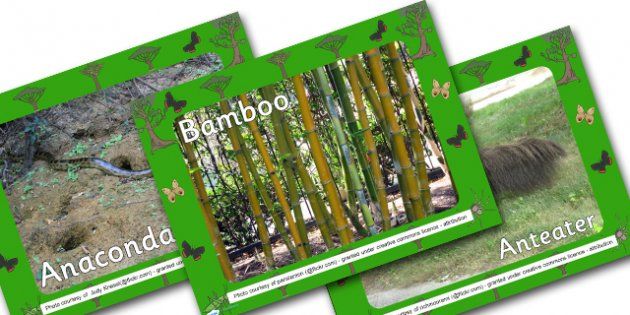 Jungle Animals What Am I Interactive Powerpoint Game - jungle - new jungle powerpoint template Jungle Animals What Am I Interactive Powerpoint Game - jungle - new jungle powerpoint template