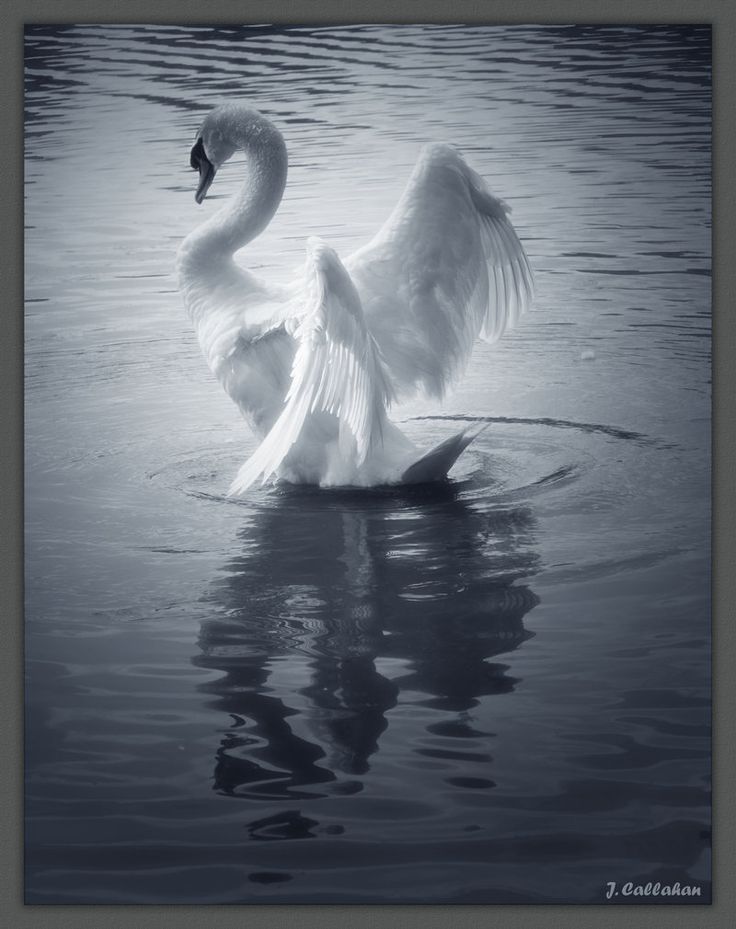 Image result for swan in the puddle