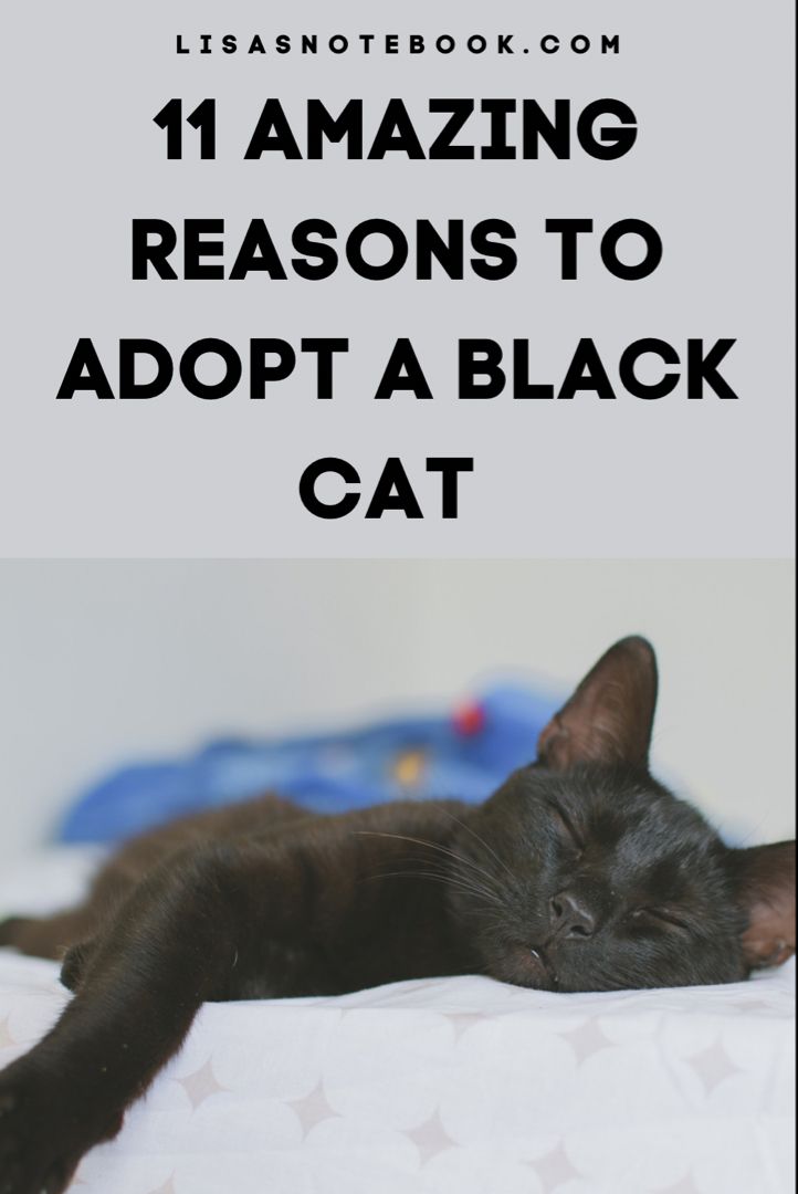 11 Reasons Why You Should Adopt A Black Cat Lisa s Notebook Black 11 Reasons Why You Should Adopt A Black Cat Lisa s Notebook Black