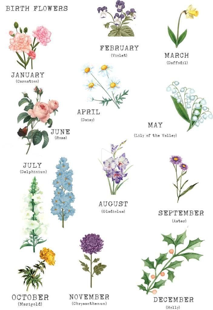 Juli Geburtsblume Google Suche Birth Month Flowers Blume Ideen