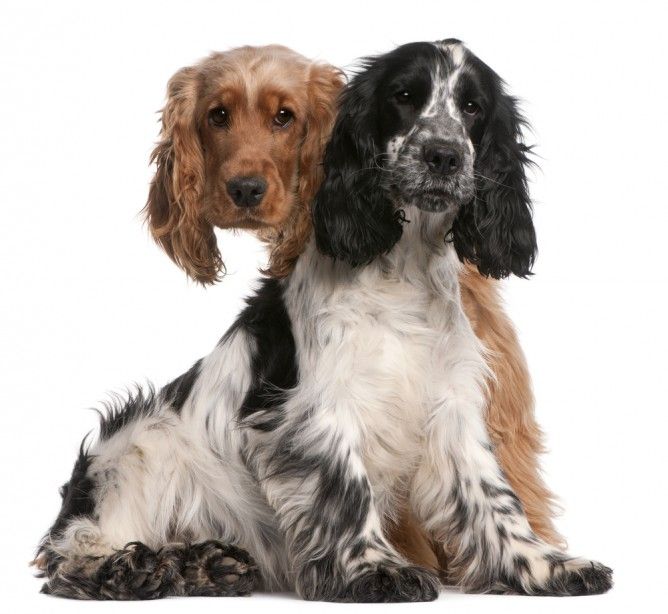English Cocker Spaniel 1 Petguide Cocker Spaniel English Cocker English Cocker Spaniel