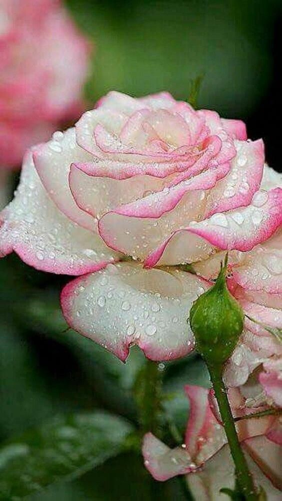 10 White Pink Rose Seeds Flower Bush Perennial Shrub Garden Home Exotic Garden #...