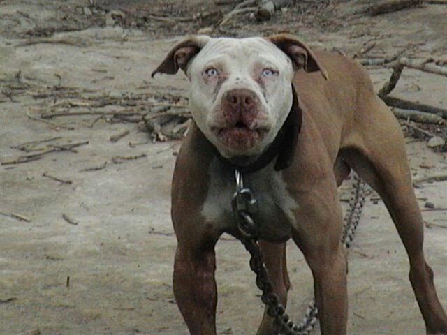 Pin By Kimberly Robinson On Help Save The Dogs Dog Games