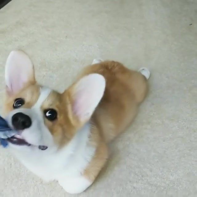 Pin By Rachael On Hi Corgi Fluffy Animals Cute Animals