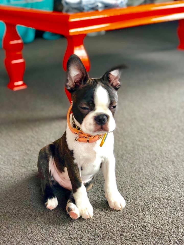 Pin By Hester Engels On Boston Terriers Boston Terrier Boston