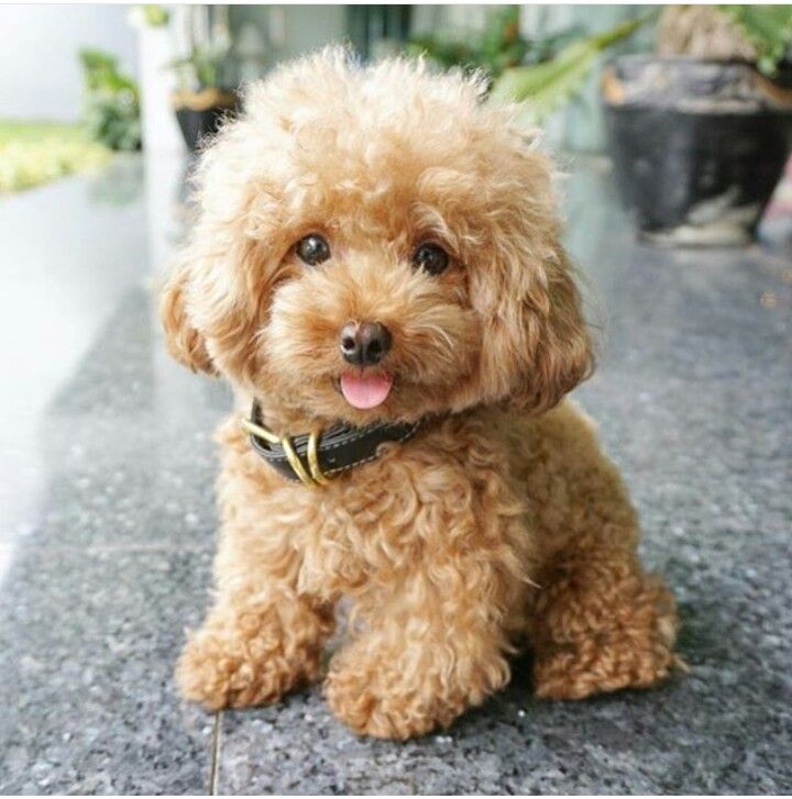 a small brown dog sitting on top of a cement floor next to potted plants