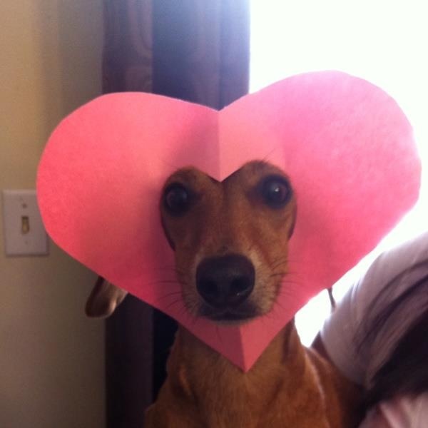 15 best Printable Dog Valentine Cards images on Pinterest - best of valentines day coloring pages with dogs 15 best Printable Dog Valentine Cards images on Pinterest - best of valentines day coloring pages with dogs