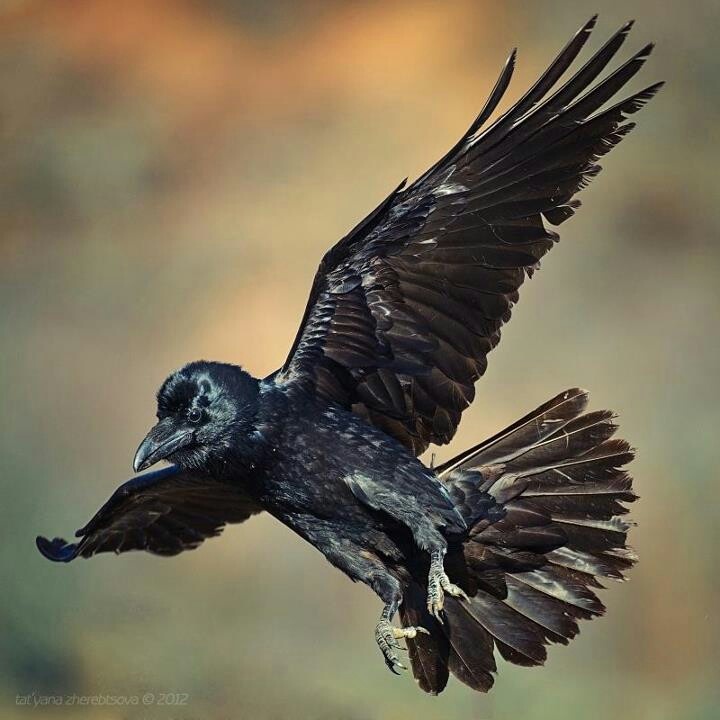 Black Bird Black Bird Crow Bird Photo Af90227a69eb9e35e938b7d30b8a9838 Crows Ravens Wild Birds