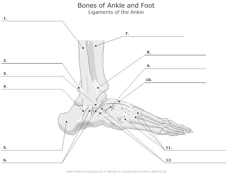 anatomy labeling worksheets - Google Search | Anatomy bones, Anatomy