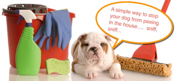 How To Get Dog Pee Out Of Linoleum Floor How To Get Dog Pee Out Of Linoleum Floor