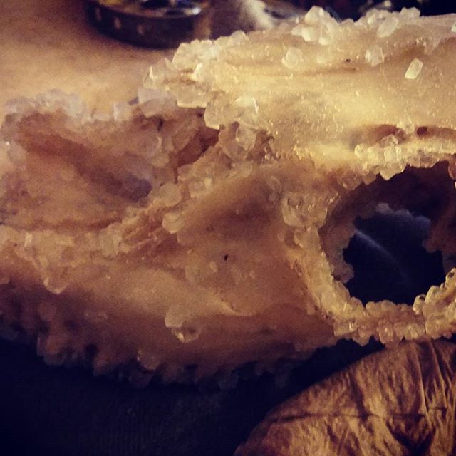 Growing borax crystals on my broken skulls. So far it's Growing borax crystals on my broken skulls. So far it's