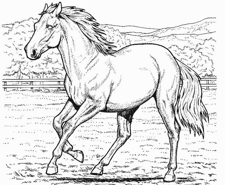 129 best HORSES COLORING PAGES images on Pinterest Coloring books - best of welsh pony coloring pages 129 best HORSES COLORING PAGES images on Pinterest Coloring books - best of welsh pony coloring pages