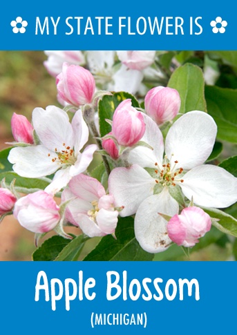 50 Best Hometalk State Flowers Images On Pinterest Michigan S State Flower Is The Le Blossom What Your Http