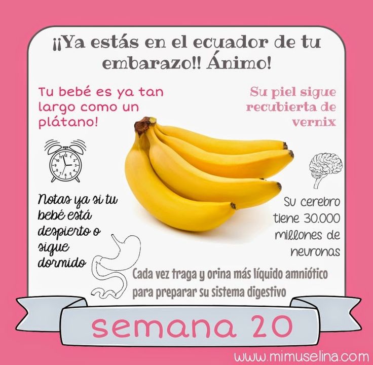 Tamano bebe 16 semanas de gestacion