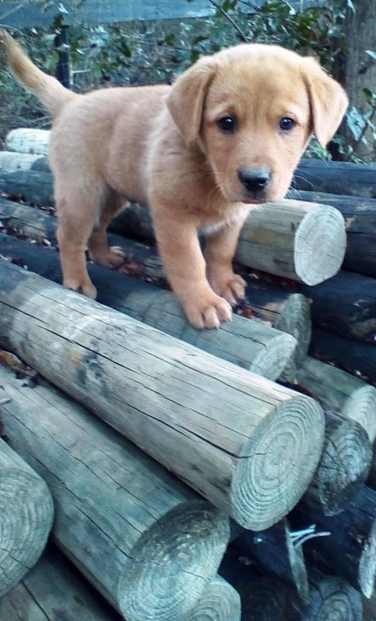 lab retriever puppies best 25 labrador puppies ideas on labrador lab retriever puppies best 25 labrador puppies ideas on labrador