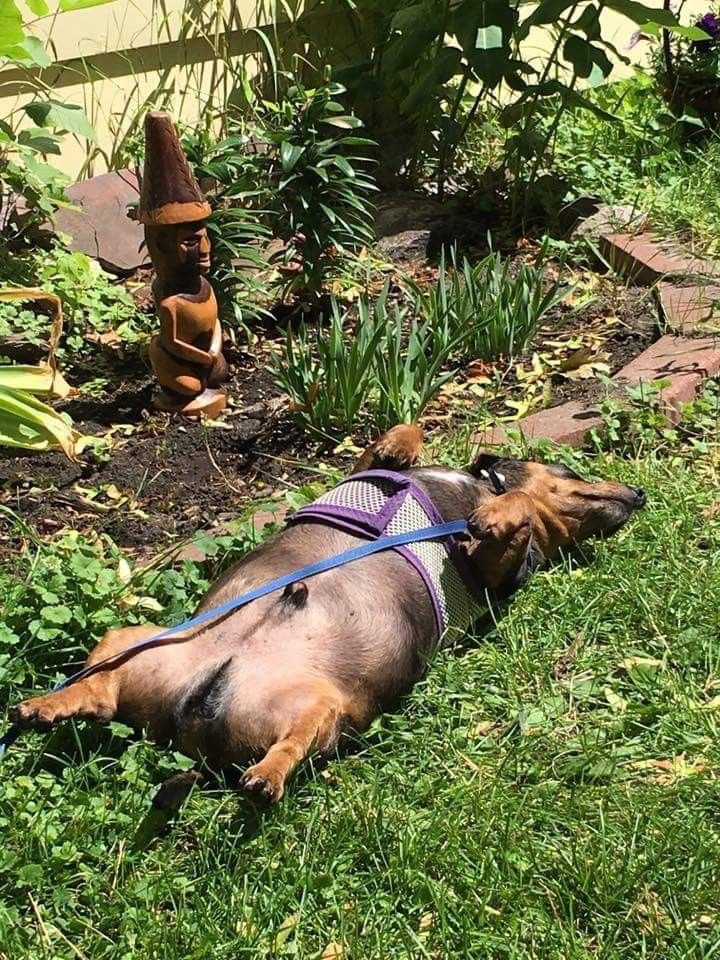 Pin By Victoria Pfeffer On Dachshund Love Dachshund Dog