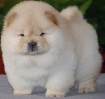 Chow Dog For Sale Philippines Chow Dog For Sale Philippines