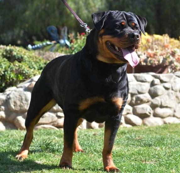 rottweiler puppies for sale germany best 25 rottweiler for sale ideas on rottweiler pups for sale german rottweiler puppies for sale germany best 25 rottweiler for sale ideas on rottweiler pups for sale german