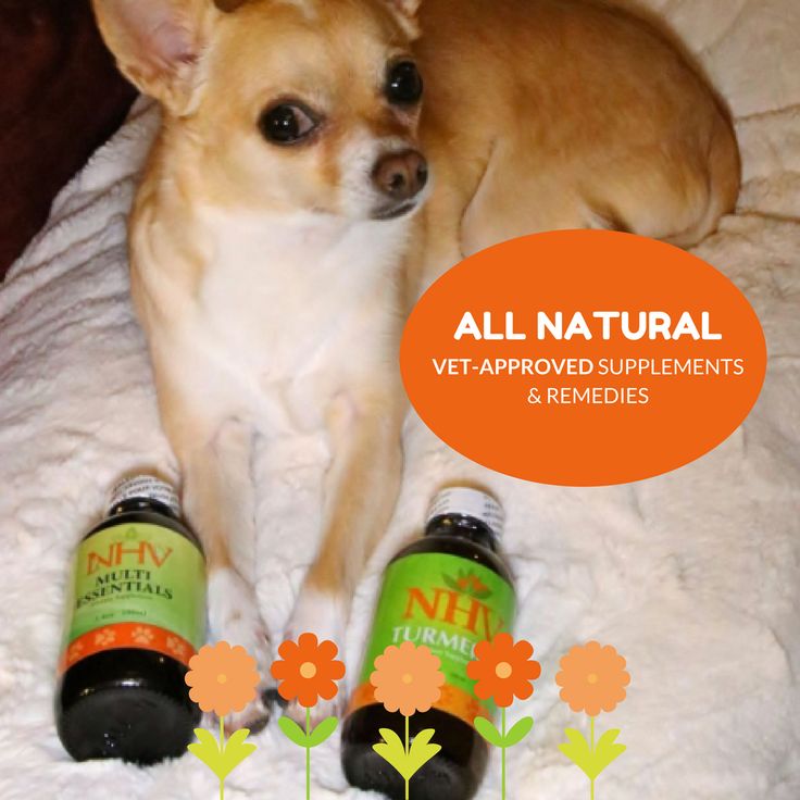 Thyroid supplement for dog