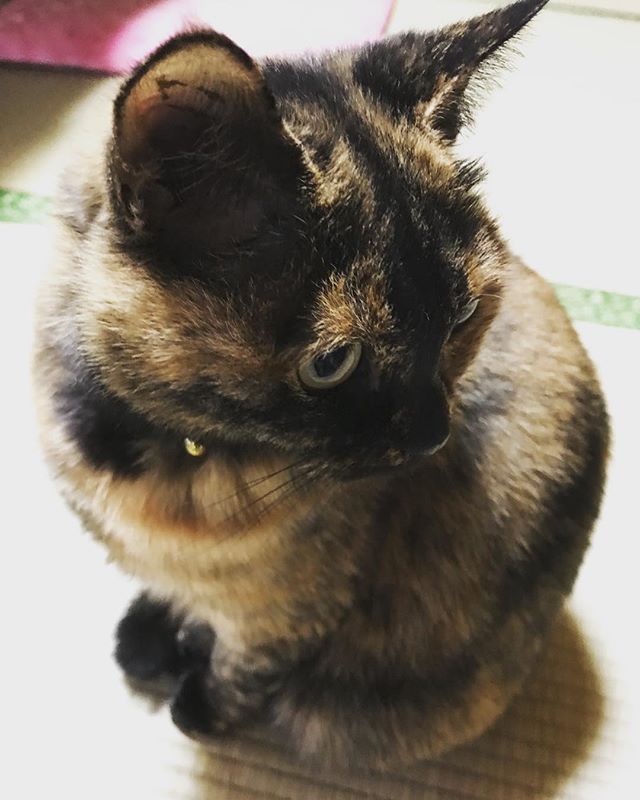 ぬいぐるみみたいなサイズ感 これでももう7歳くらいなりますね まだまだ子猫気分が抜けない 艸 ねこ みんねこ さびねこ サビ柄 愛 猫 もふもふ Cute Animals Kitty Cats And Kittens ぬいぐるみみたいなサイズ感 これでももう7歳くらいなりますね まだまだ子猫気分が抜けない 艸 ねこ みんねこ さびねこ サビ柄 愛 猫 もふもふ Cute Animals Kitty Cats And Kittens