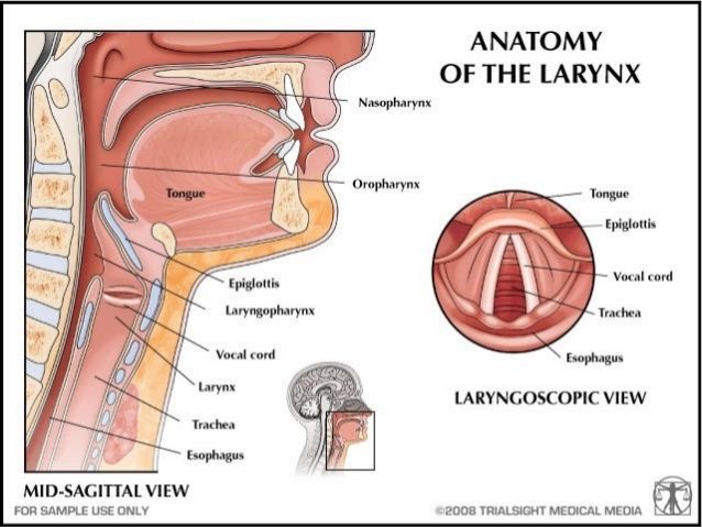 larynx - Word of the Day - English - The Free Dictionary Language Forums