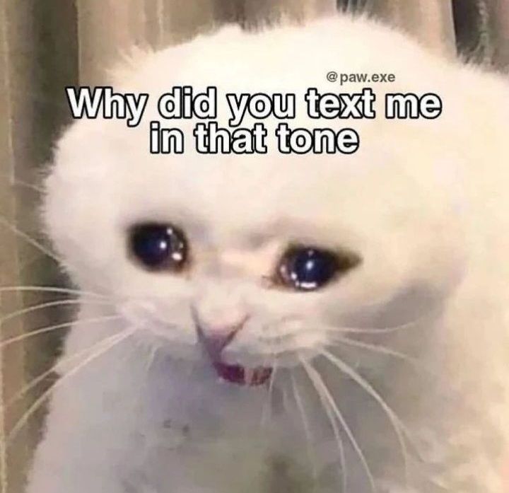 Why Did You Text Me In That Tone CatMemes