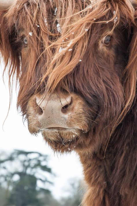 Highland Cattle 5 – Fine Art Photography – Cow – Nature Photography – Hof Ideen :: farm ideas Highland Cattle 5 – Fine Art Photography – Cow – Nature Photography – Hof Ideen :: farm ideas
